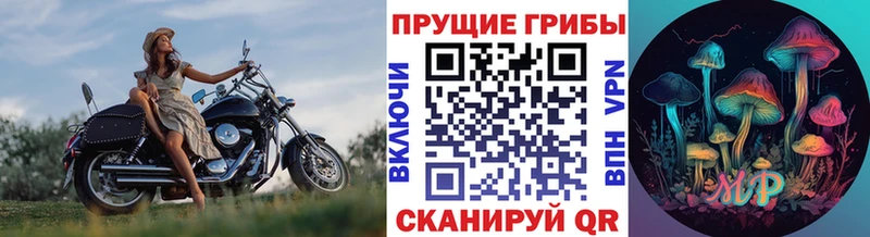 где купить наркоту  Бугуруслан  Псилоцибиновые грибы Cubensis 